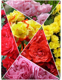 Kolekcja 6 róż rabatowych