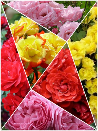 Kolekcja 6 róż rabatowych