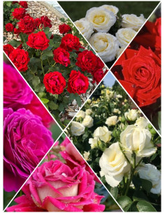 kolekcja róż wielkokwiatowych 2