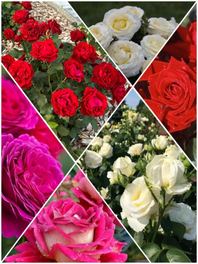 zestaw róż wielkokwiatowych