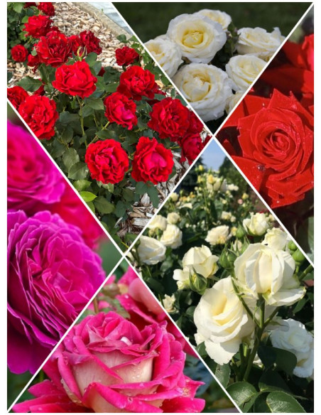 zestaw róż wielkokwiatowych