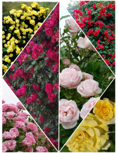 Zestaw róż pnących