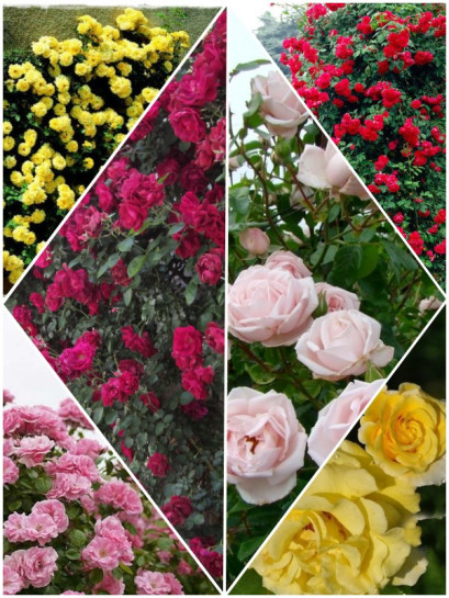 Zestaw róż pnących