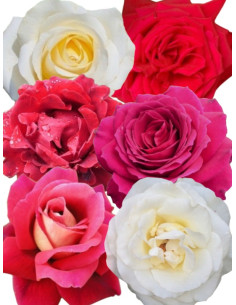 kolekcja róż wielkokwiatowych