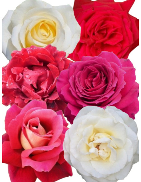 kolekcja róż wielkokwiatowych