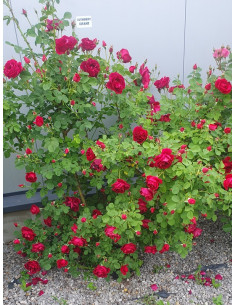 Cuthbert Grant róże kanadyjskie 2