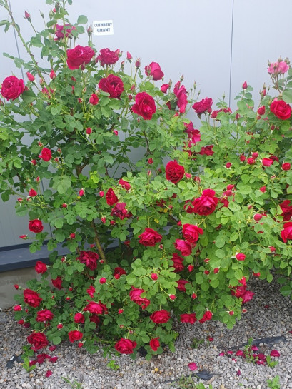 CUTHBERT GRANT róża kanadyjska