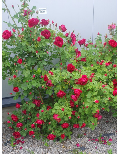 CUTHBERT GRANT róża kanadyjska