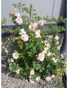 Morden Blush róża kanadyjska 2