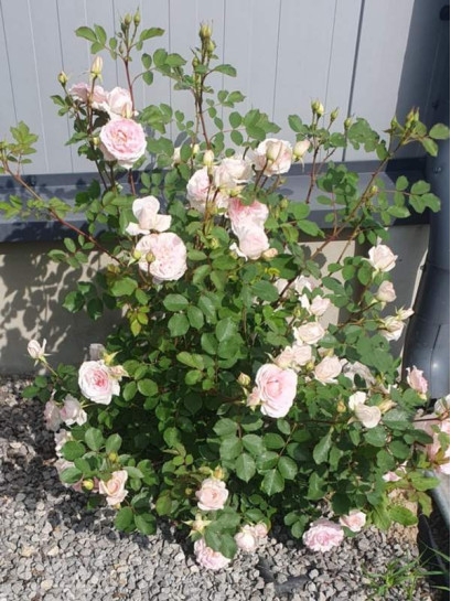 MORDEN BLUSH róża kanadyjska