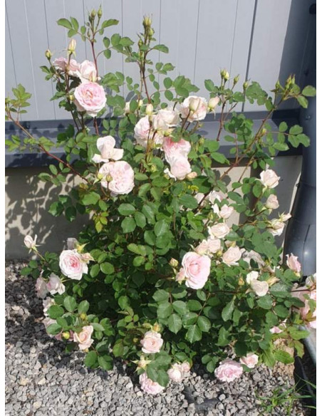 MORDEN BLUSH róża kanadyjska