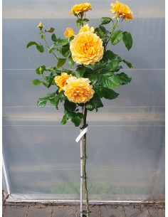 Amber Queen róże pienne 2