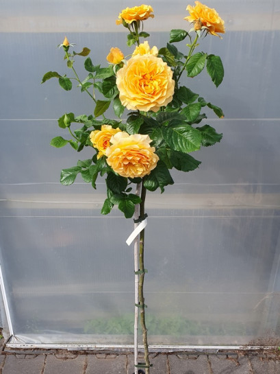 AMBER QUEEN pienna róża