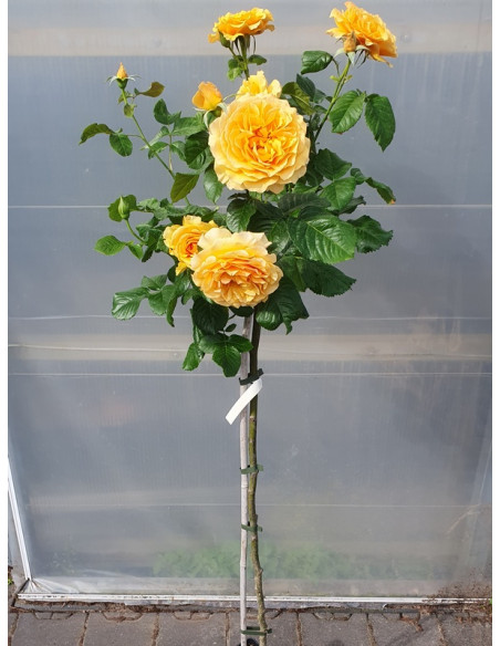 AMBER QUEEN pienna róża