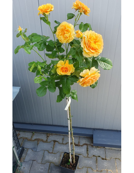 pienna róża AMBER QUEEN