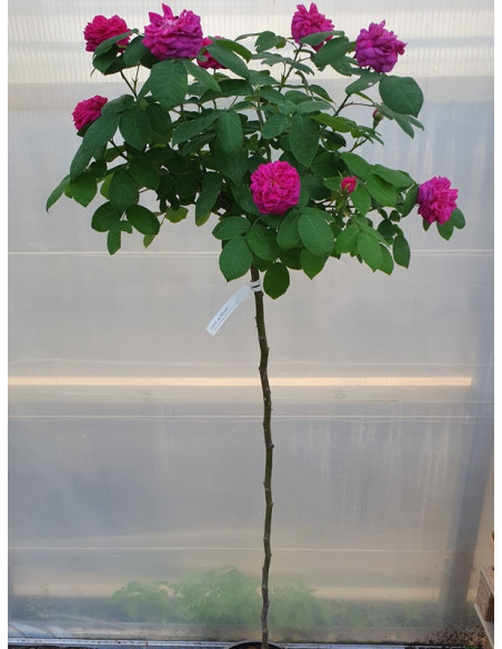 ROSE DE RESHT róża pienna