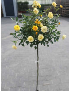 Yellow Fairy pienne róże 2