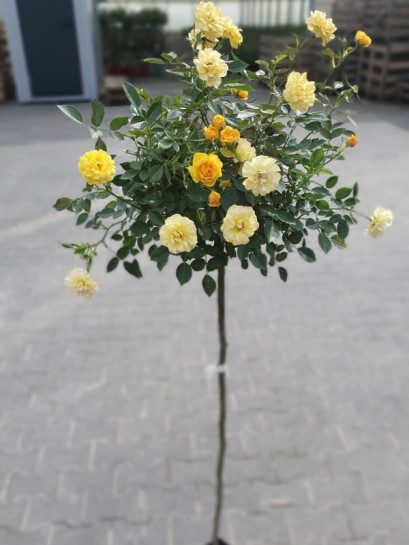 YELLOW FAIRY pienna róża