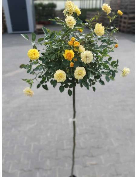 YELLOW FAIRY pienna róża