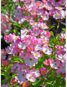 Ballerina róża parkowa