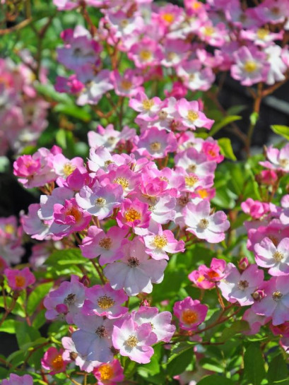 Ballerina róża parkowa