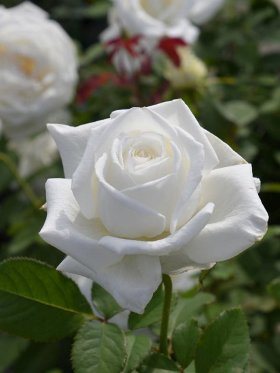 JAN PAWEŁ II róża wielkokwiatowa