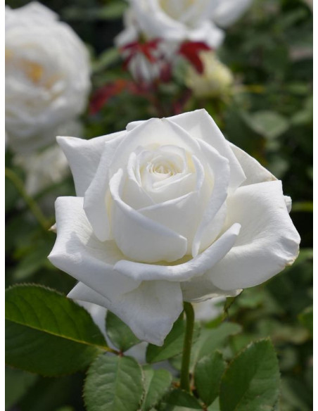 JAN PAWEŁ II róża wielkokwiatowa