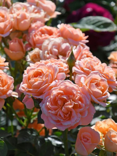 SWEET DREAM róża miniaturowa