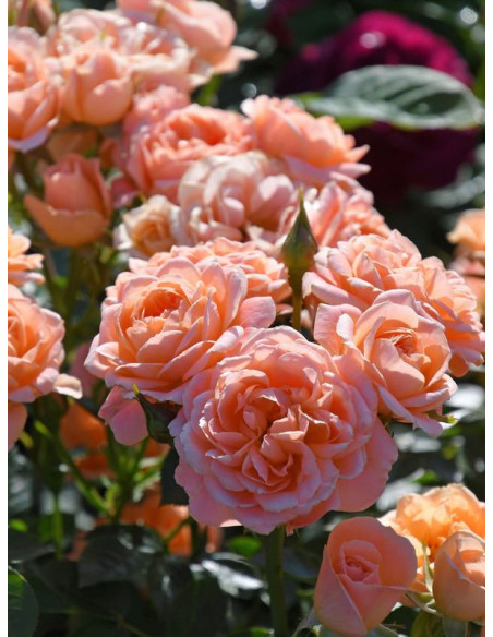 SWEET DREAM róża miniaturowa