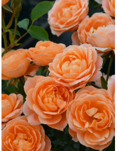 SWEET DREAM róża miniaturowa