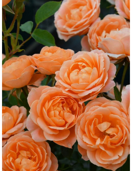 SWEET DREAM róża miniaturowa