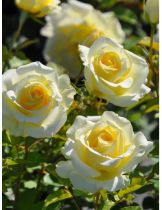 ELINA róża wielkokwiatowa