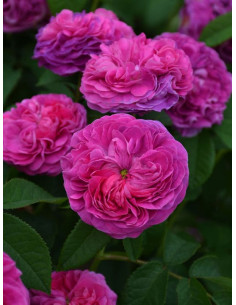 Charles de Mills róże historyczne 2