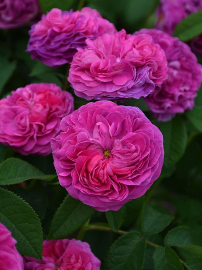 CHARLES DE MILLS róża historyczna