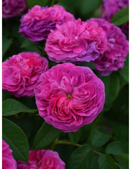 CHARLES DE MILLS róża historyczna