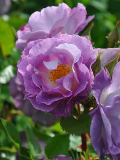 róża parkowa BLUE for YOU