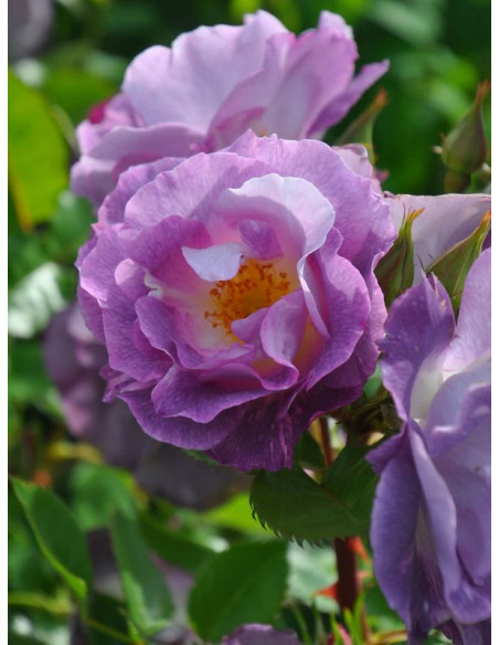 róża parkowa BLUE for YOU