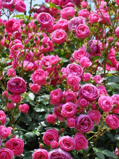 róża rabatowa POMPONELLA®