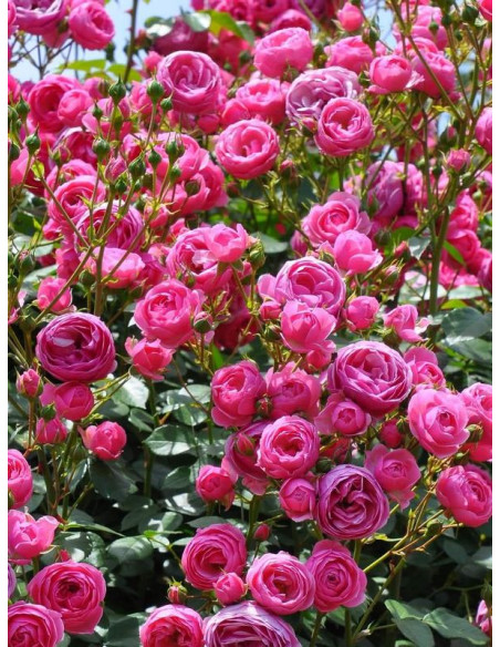 róża rabatowa POMPONELLA®