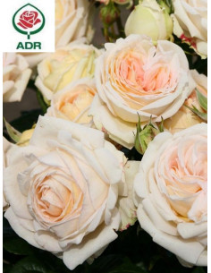 MADAME ANISETTE® róża wielkokwiatowa