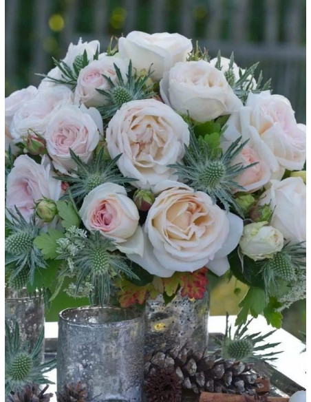 MADAME ANISETTE® wielkokwiatowa róża