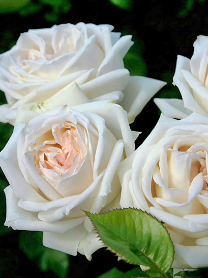 wielkokwiatowa róża MADAME ANISETTE®