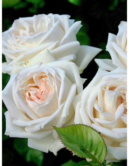 wielkokwiatowa róża MADAME ANISETTE®