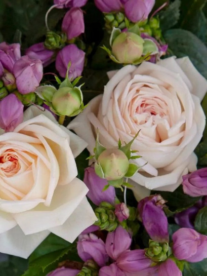 róża wielkokwiatowa MADAME ANISETTE®