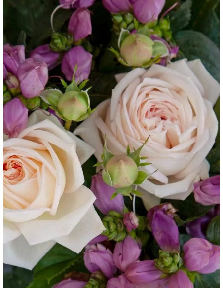 róża wielkokwiatowa MADAME ANISETTE®