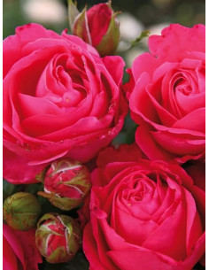 CHERRY LADY® róża wielkokwiatowa 2