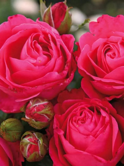 CHERRY LADY® wielkokwiatowa róża