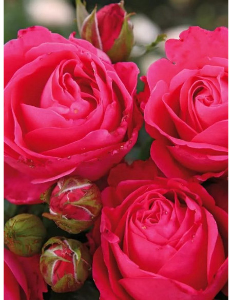 CHERRY LADY® wielkokwiatowa róża