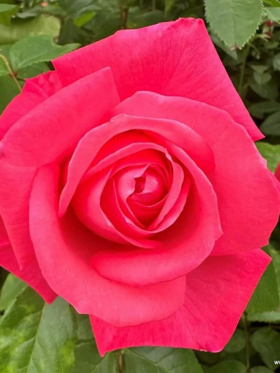 róża wielkokwiatowa CHERRY LADY®