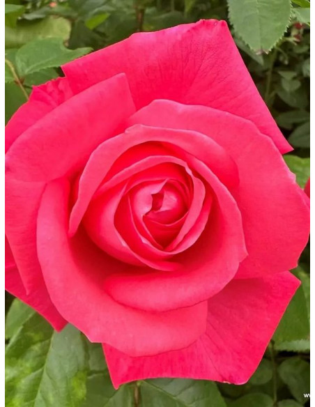 róża wielkokwiatowa CHERRY LADY®